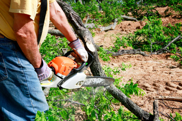 Dead Tree Removal in Camanche Village, CA